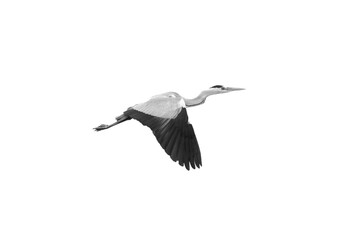great white heron flying