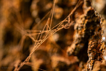 grass in the wind