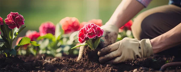 Foto op Plexiglas Gardener planting flowers in the beautiful garden, Detail on hands. wide banner. © Michal
