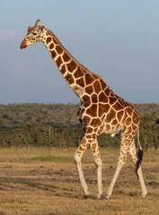 Reticulated Giraffe, Masai Mara, Kenya