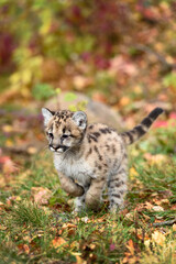Obraz premium Cougar Kitten (Puma concolor) Runs Forward Tail Up Autumn