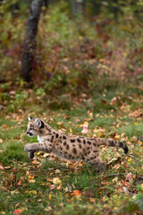 Cougar Kitten (Puma concolor) Runs To Left Full Out Autumn