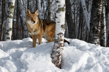 Fototapeta premium Coyote (Canis latrans) Stands on Forest Embankment Behind Birch Tree Winter