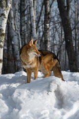 Coyote (Canis latrans) Turned Right Side Eye Winter