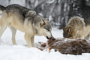 Grey Wolf (Canis lupus) Licks at Body of White-Tail Deer Winter