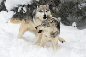 Grey Wolf (Canis lupus) Snarls at Packmate Pouncing From Behind Winter
