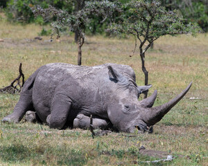 Obraz premium White Rhino, Masai Mara, Kenya