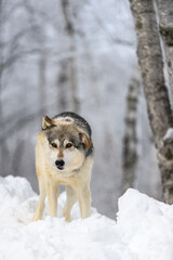 Grey Wolf (Canis lupus) At End of Full Body Shake Winter