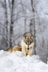 Grey Wolf (Canis lupus) Walks Over the Top of Mound of Snow Winter