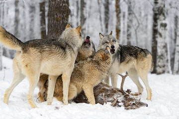 Grey Wolf Pack (Canis lupus) Mingles Over White-Tail Deer Carcass Winter