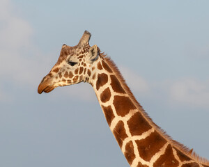 Reticulated Giraffe, Masai Mara, Kenya