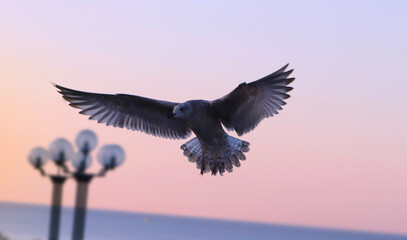 Seagull in flight in Kuhlungsborn, Germany