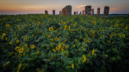Vibrant Sunset over Yellow Sunflower Field. Agricultural field with blooming sunflowers under a yellow sunset sky.