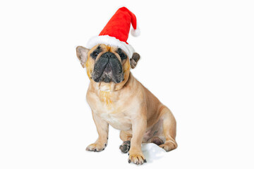 French bulldog wearing a santa hat in front of a white background