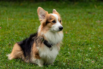 the Corgi dog sitting on the grass.