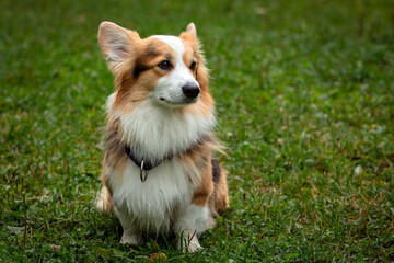 the Corgi dog sitting on the grass.