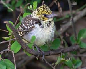 Usambiro Barbet, Masai Mara, Kenya