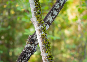 Tree trunks crossing in the forest