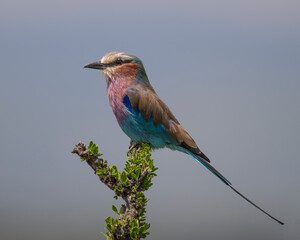 Lilac-breasted Roller, Masai Mara, Kenya