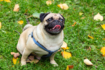 Small pug dog in autumn park on the grass among fallen leaves