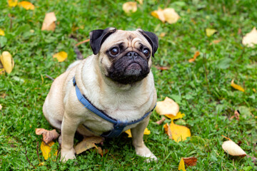 Small pug dog in autumn park on the grass among fallen leaves