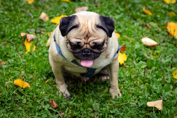 Small pug dog in autumn park on the grass among fallen leaves