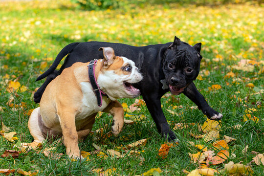 American Bull Dog Puppy socializing with English Bulldog puppy