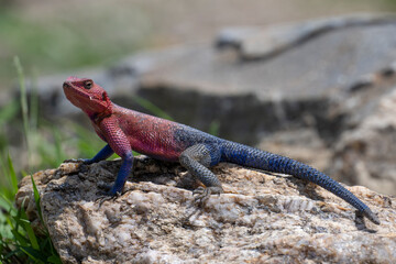 Male Red-headed Agama, Masai Mara, Kenya
