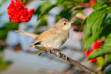 The common whitethroat or greater whitethroat  is a common and widespread typical warbler which breeds throughout Europe and across much of temperate western Asia.