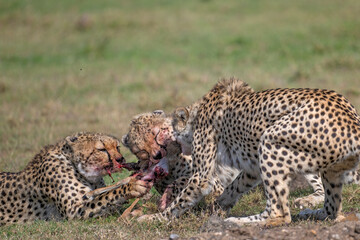 Cheetahs fight over a kill, Masai Mara, Kenya