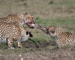 Cheetahs fight over a kill, Masai Mara, Kenya