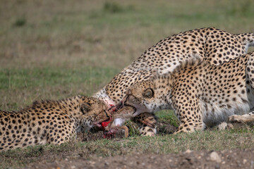Cheetahs fight over a kill, Masai Mara, Kenya