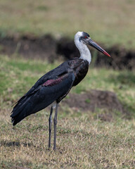 Woolly-necked Stork, Masai Mara, Kenya