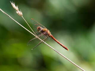 dragonfly perching on the grass