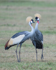 Obraz na płótnie Canvas Gray Crowned Crane, Masai Mara, Kenya