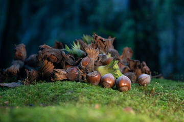 fresh hazelnut food for industry in the garden