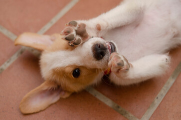 portrait of a cute puppy 