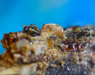 galipot from coniferous trees