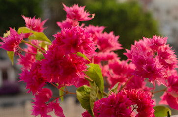 pink flowers in a garden