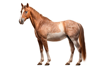 Horse isolated on transparent background. Animal left side view portrait.