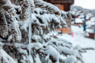 snow covered pine tree in a Swiss mountain village