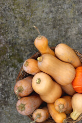 Basket filled with homegrown picked pumpkins in the yard. Top view.