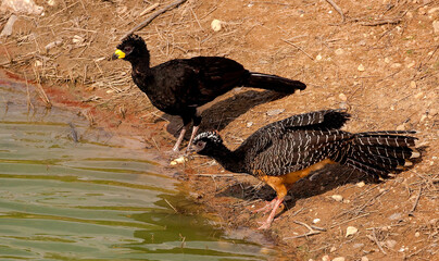 A male and female bare faced curassow couple at the  water's edge in the Pantanal of Brazil