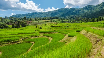 Tuinposter Terraced Rice Field in Chiangmai mountains during the green rain season, Thailand. Royal Project Khun Pae Northern Thailand © Chirapriya