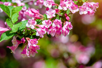 pink weigela blooms in the Botanical garden
