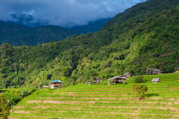 Fototapeta na wymiar Terraced Rice Field in Chiangmai, Thailand, Pa Pong Piang rice terraces, green rice paddy fields during rain season. Homestays in the mountains where people can stay by local farmers