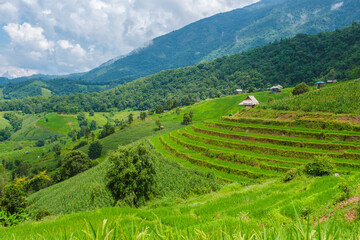 Terraced Rice Field in Chiangmai, Thailand, Pa Pong Piang rice terraces, green rice paddy fields during rain season green season in Thailand