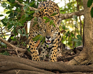A jaguar emerges from the forest in Brazil's Pantanal and looks at viewer