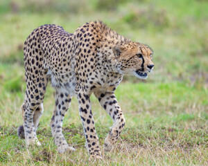 Cheetah, Masai Mara, Kenya