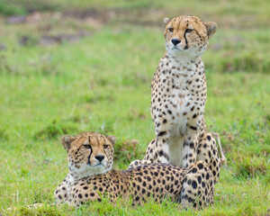 Two Cheetahs in the Masai Mara, Kenya
